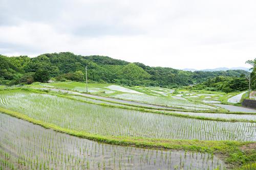 【オンライン体験】シェアハウスの自給自足な暮らしをちょっと体験。明日から使える“へちまたわし”と“手作り洗剤”